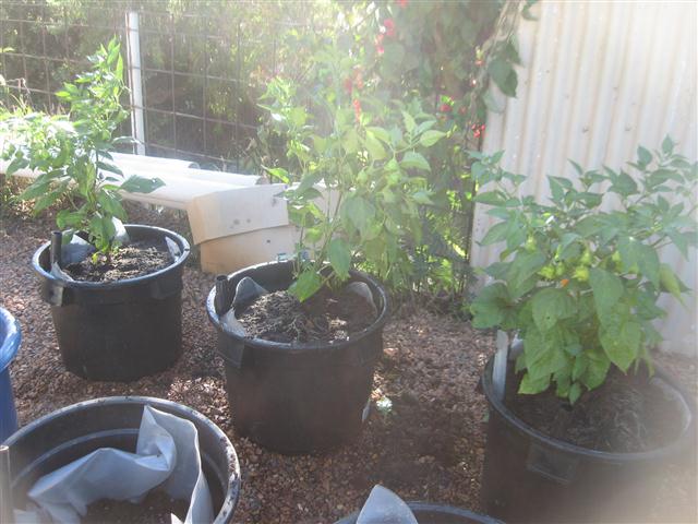 TODAY IS THE DAY 007 (Small).JPG