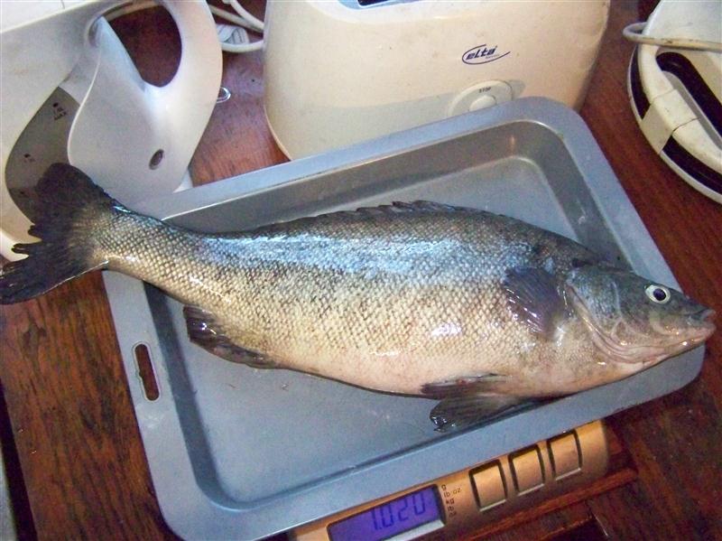 100_7209 (Custom).JPG