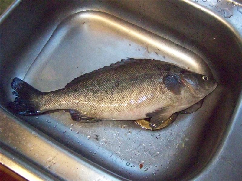 100_7210 (Custom).JPG