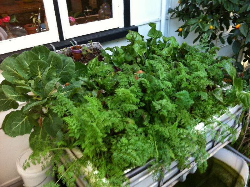 IMG_0905 (800x598).jpg