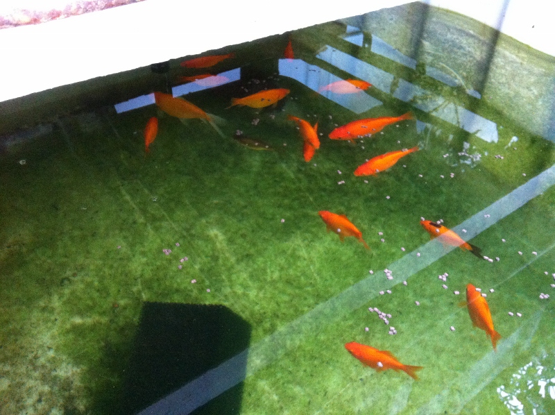 IMG_0907 (800x598).jpg