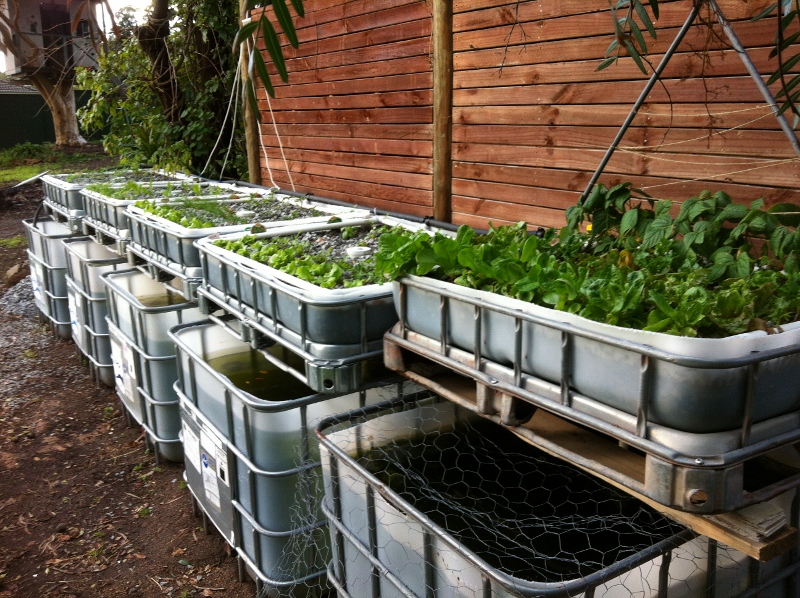 IMG_0908 (800x598).jpg