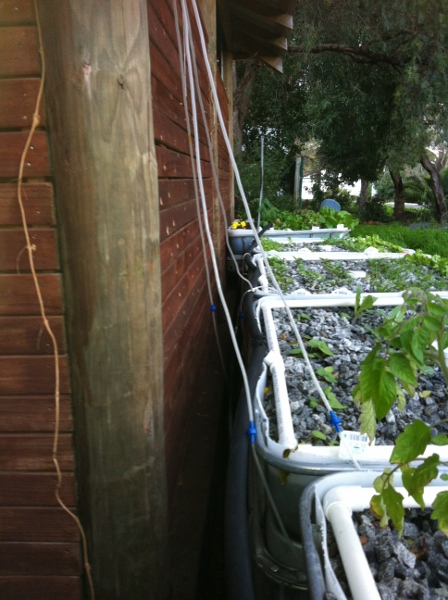 IMG_0916 (448x600).jpg