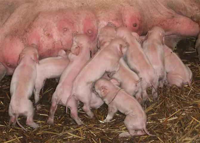 ten new arrivals (Small).jpg