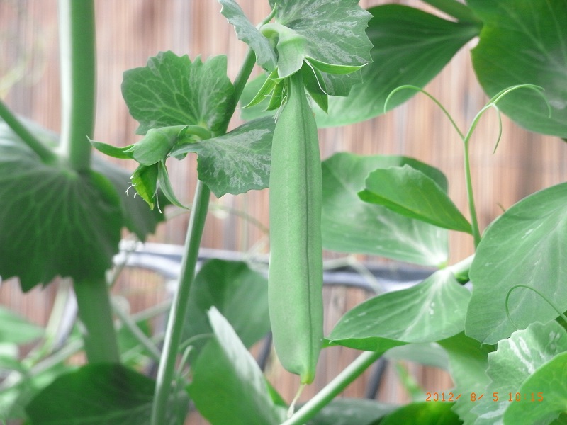 Peas_050812.jpg