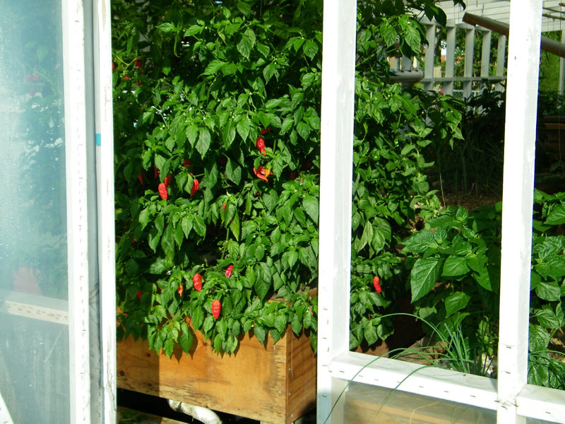 naga bhut jalokia 8-6-2012.jpg