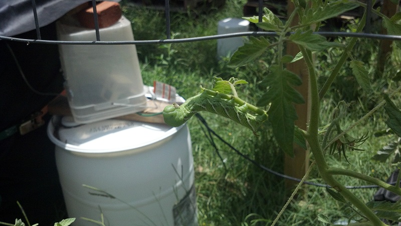 2012-07-08 Close up beastie.jpg