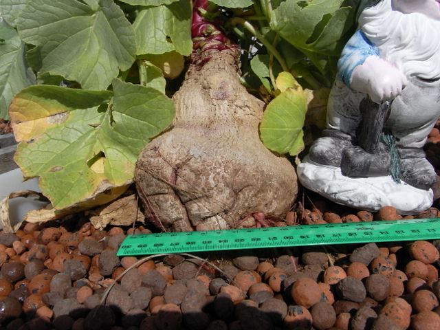 R0011002 (640x480).jpg