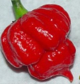 Trinidad_Scorpion_Hot_Peppers_Seeds.jpg