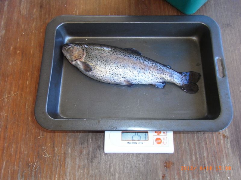 RIMG0007 (800x600).jpg