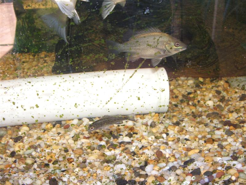 DSCF2559 (Medium).JPG