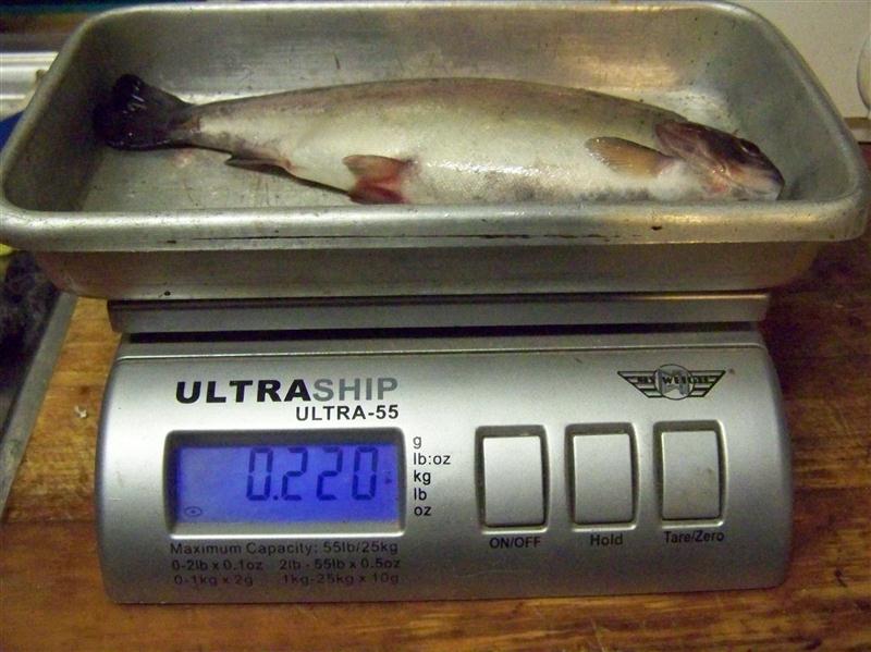 100_7233 (Custom).JPG