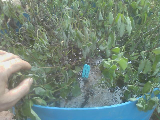 8-18-2012 got a problem with this wicking bed.jpg