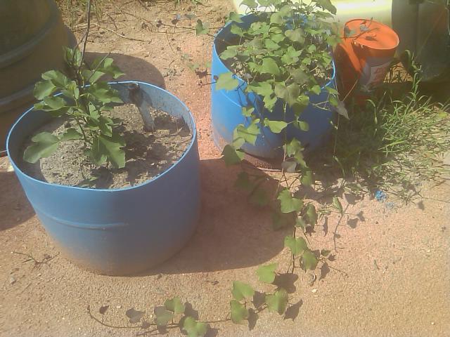 8-18-2012 fig tree and sweet potato.jpg