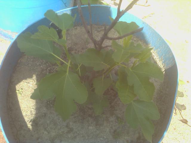 8-18-2012 fig tree is growing great.jpg