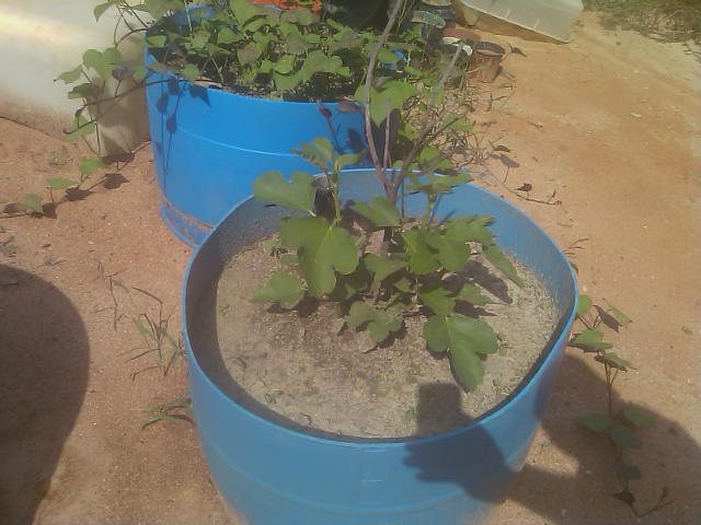 8-18-2012  fig tree looking good.jpg