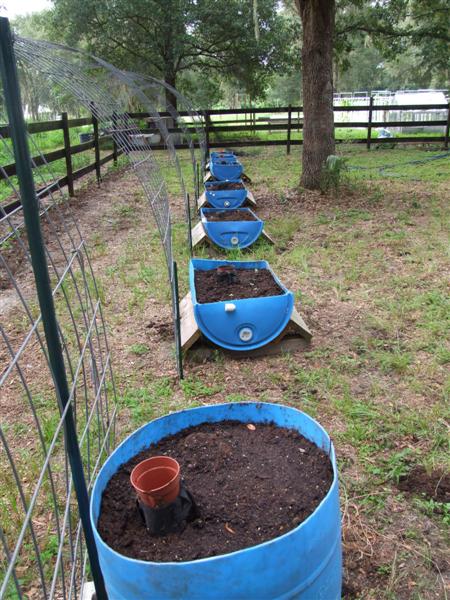 Barrel wicking beds 2 (Medium).JPG