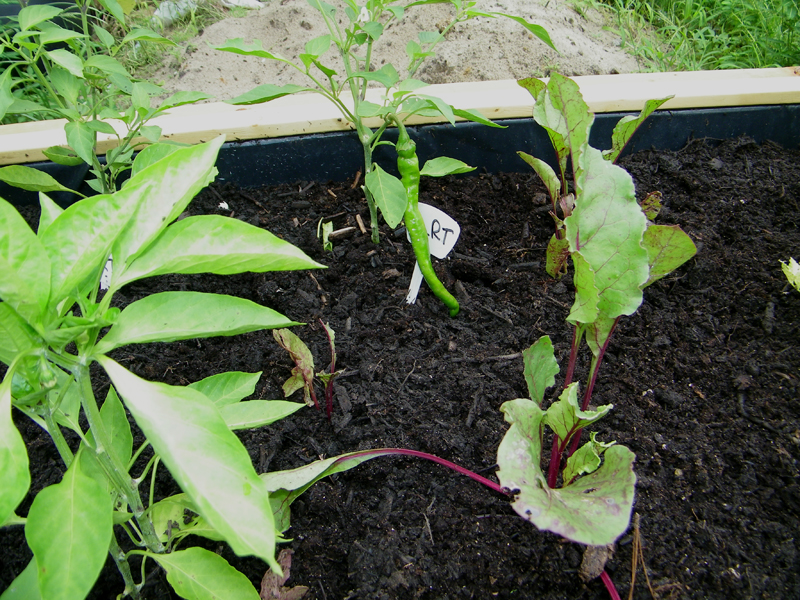 LRT cayenne large.jpg