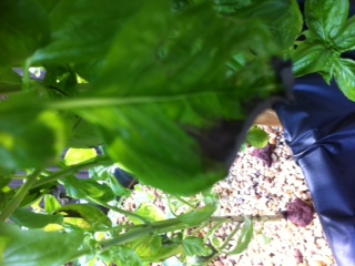 Basil - leaf rot.JPG