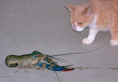 crawfish_cat.jpg
