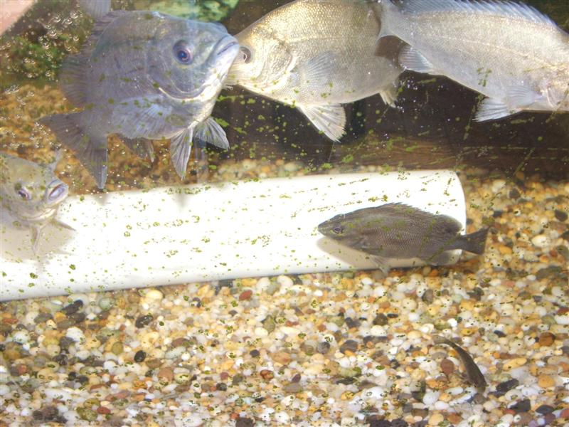 DSCF2565 (Medium).JPG