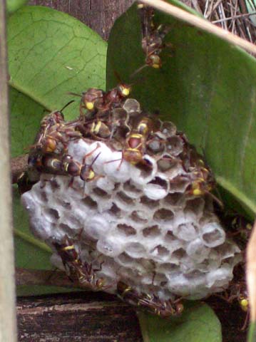 wasps.jpg