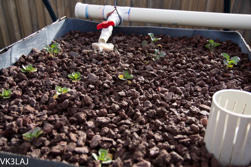 20120825-_MG_2992 (Custom).jpg