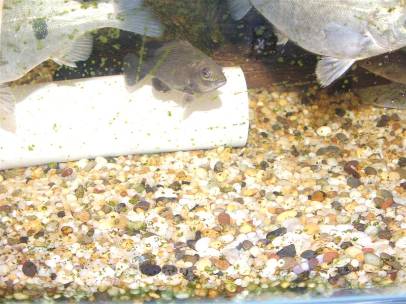 DSCF2564 (Medium).JPG