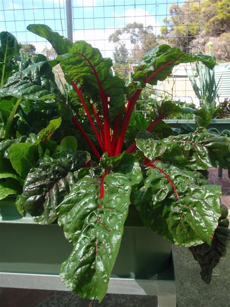 P9010179 (Custom).JPG