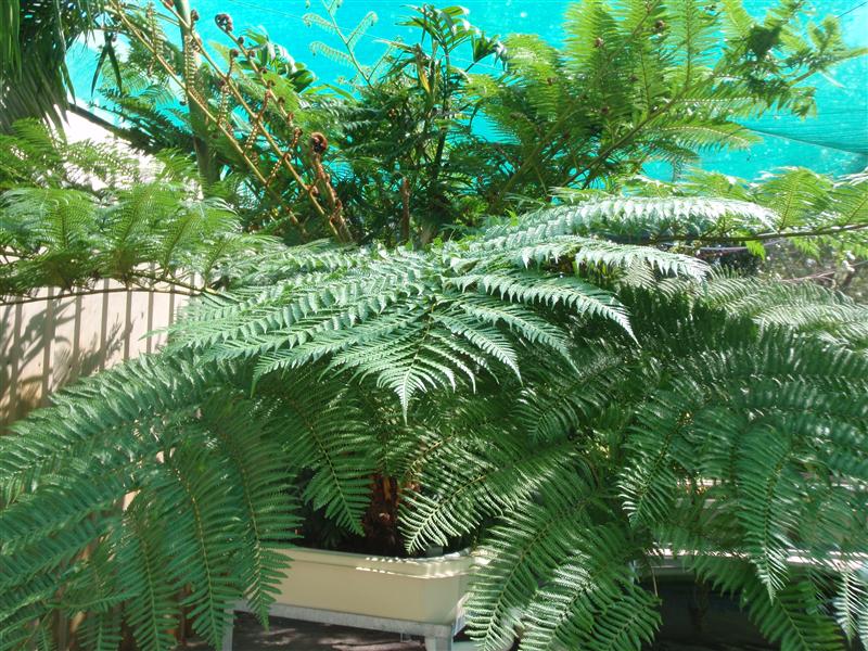 P9010182 (Custom).JPG