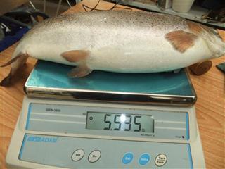 thebigone (Mobile).JPG