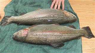 twobeauties (Mobile).jpg