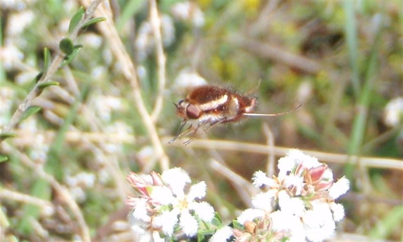 P8270110 (Small).jpg