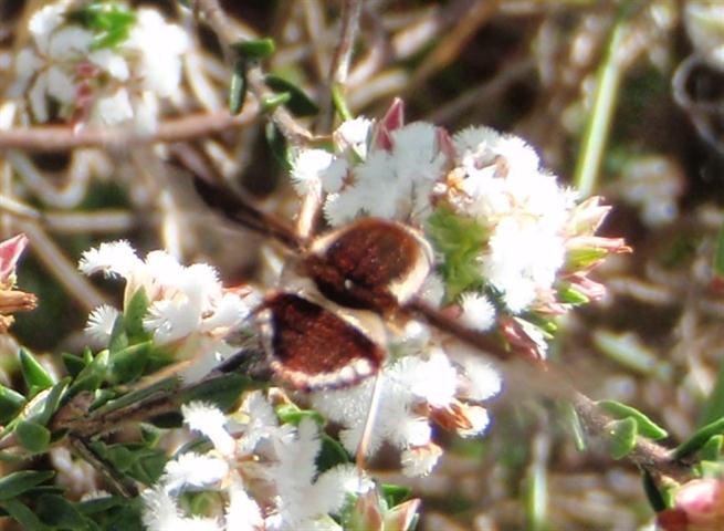 P8270136 (Small).jpg