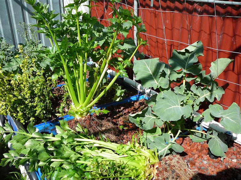 1P1070208 (Custom).JPG