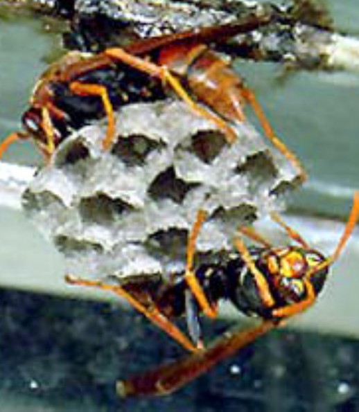 paper wasp.jpg