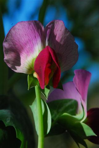 DSC_0003 (Mobile).JPG