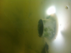 IMG_0948 (250x187).jpg