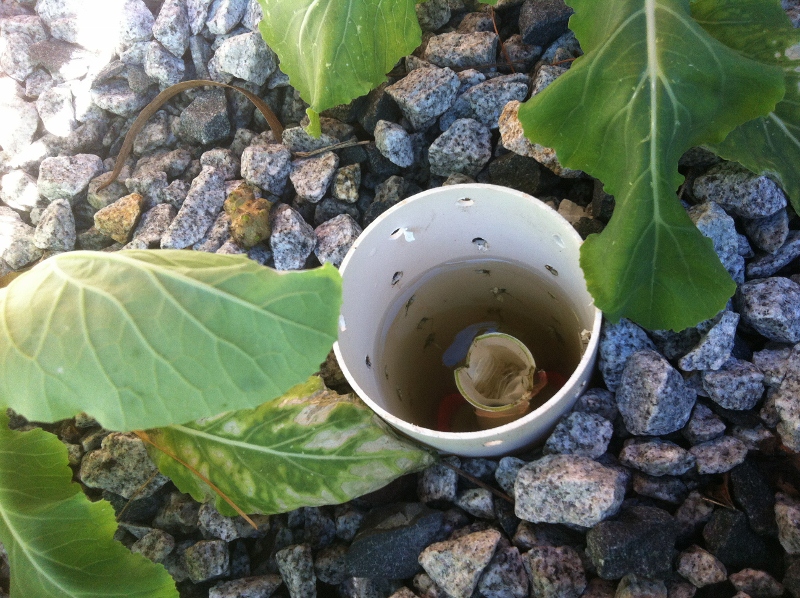 IMG_0951 (800x598).jpg