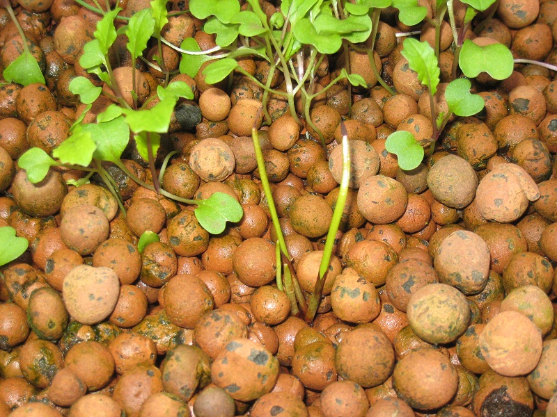 Water Chestnut sprouting.jpg