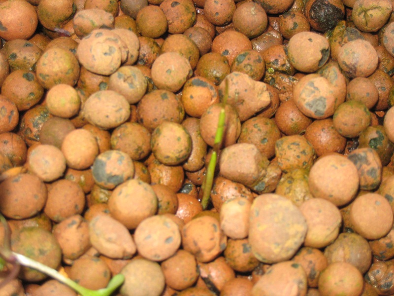 ... another Water Chestnut coming through.jpg