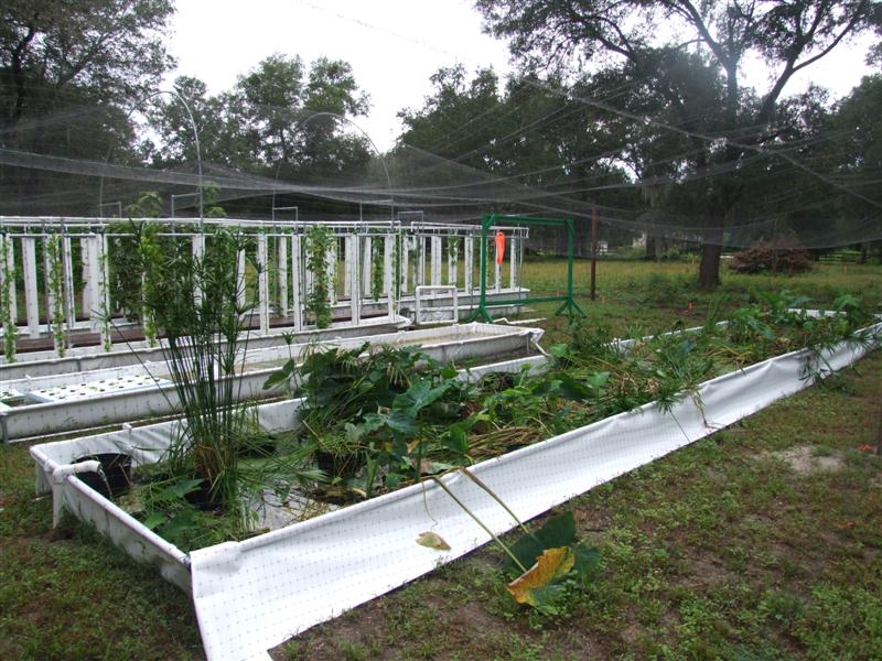 Pond plants a few days after move (Medium).JPG