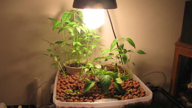 IMG_0123 (800x450).jpg