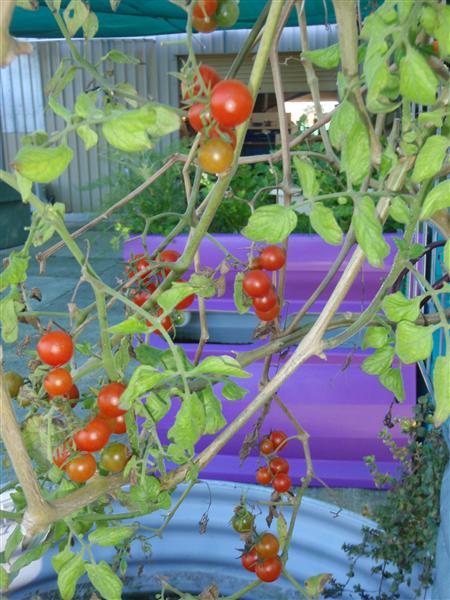 P9130160 (Custom).JPG