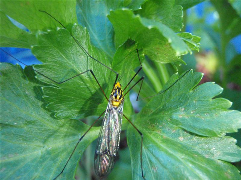 P9130133 (Custom).JPG