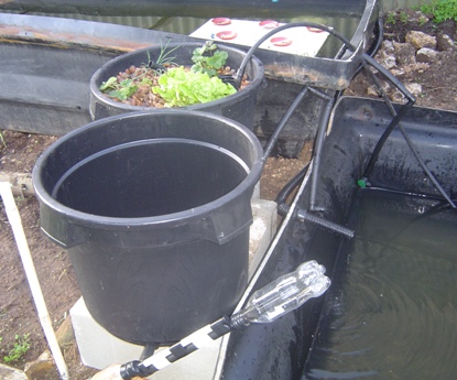 update grow beds.jpg