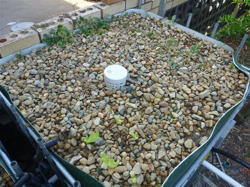 P1060337 (Custom).JPG