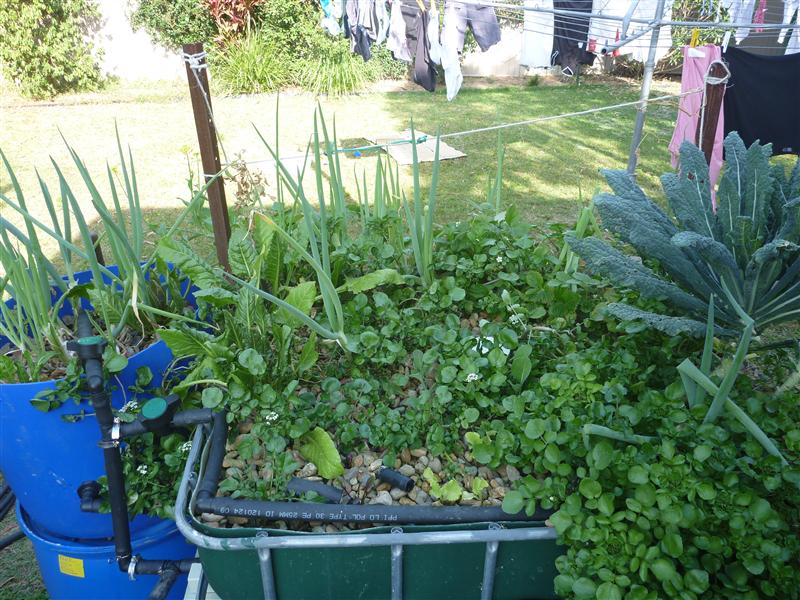 P1060341 (Custom).JPG