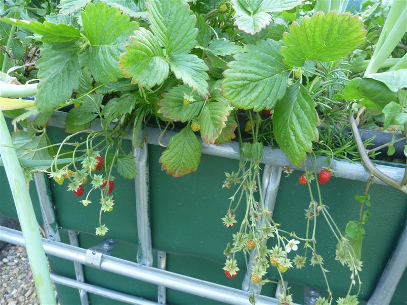 P1060342 (Custom).JPG