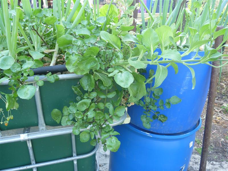 P1060343 (Custom).JPG